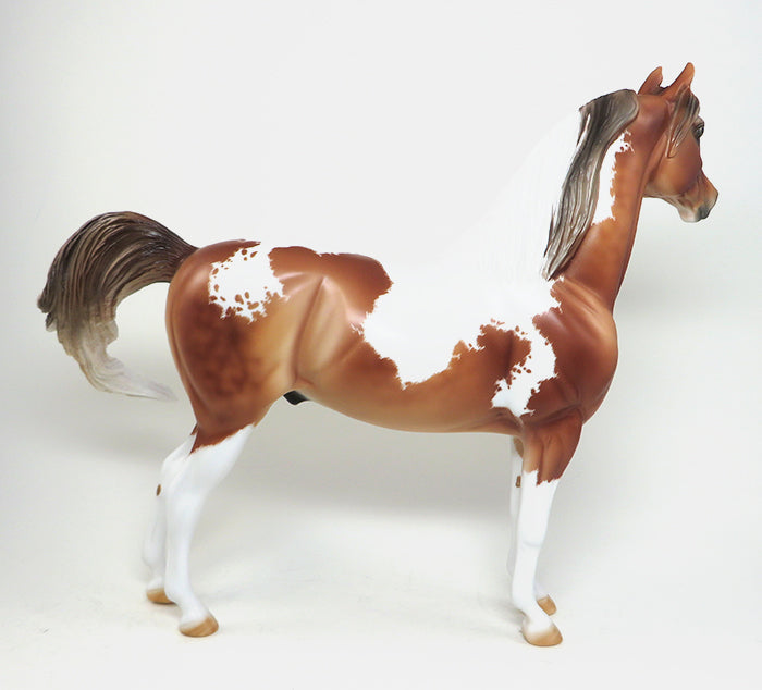 chestnut paint morgan 