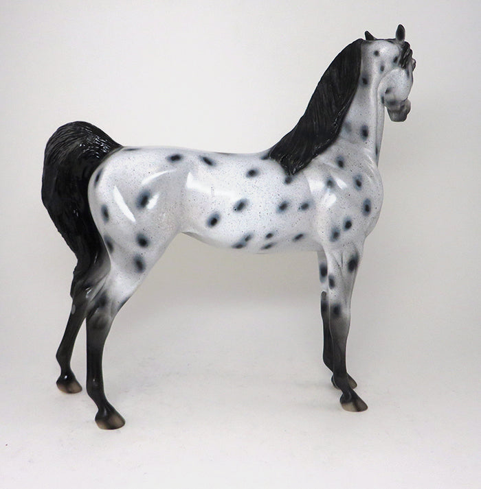 Arabian Appaloosa
