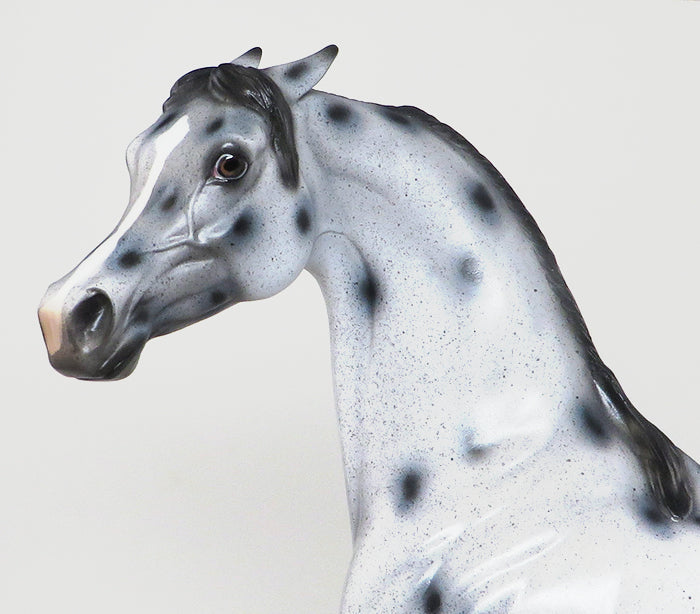 Limited Edition Appaloosa
