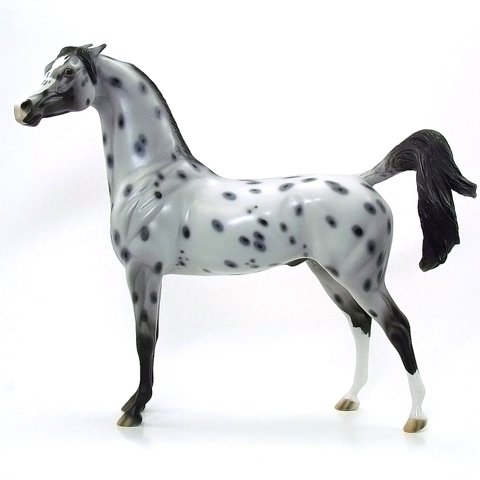AMISH STARZ - OOAK Grey Appaloosa Arabian 6/15