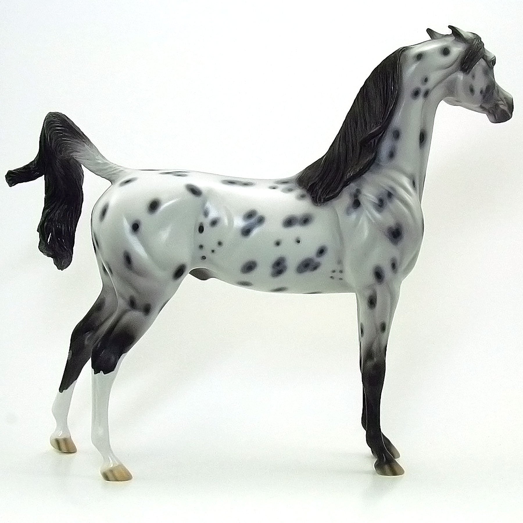 AMISH STARZ - OOAK Grey Appaloosa Arabian 6/15