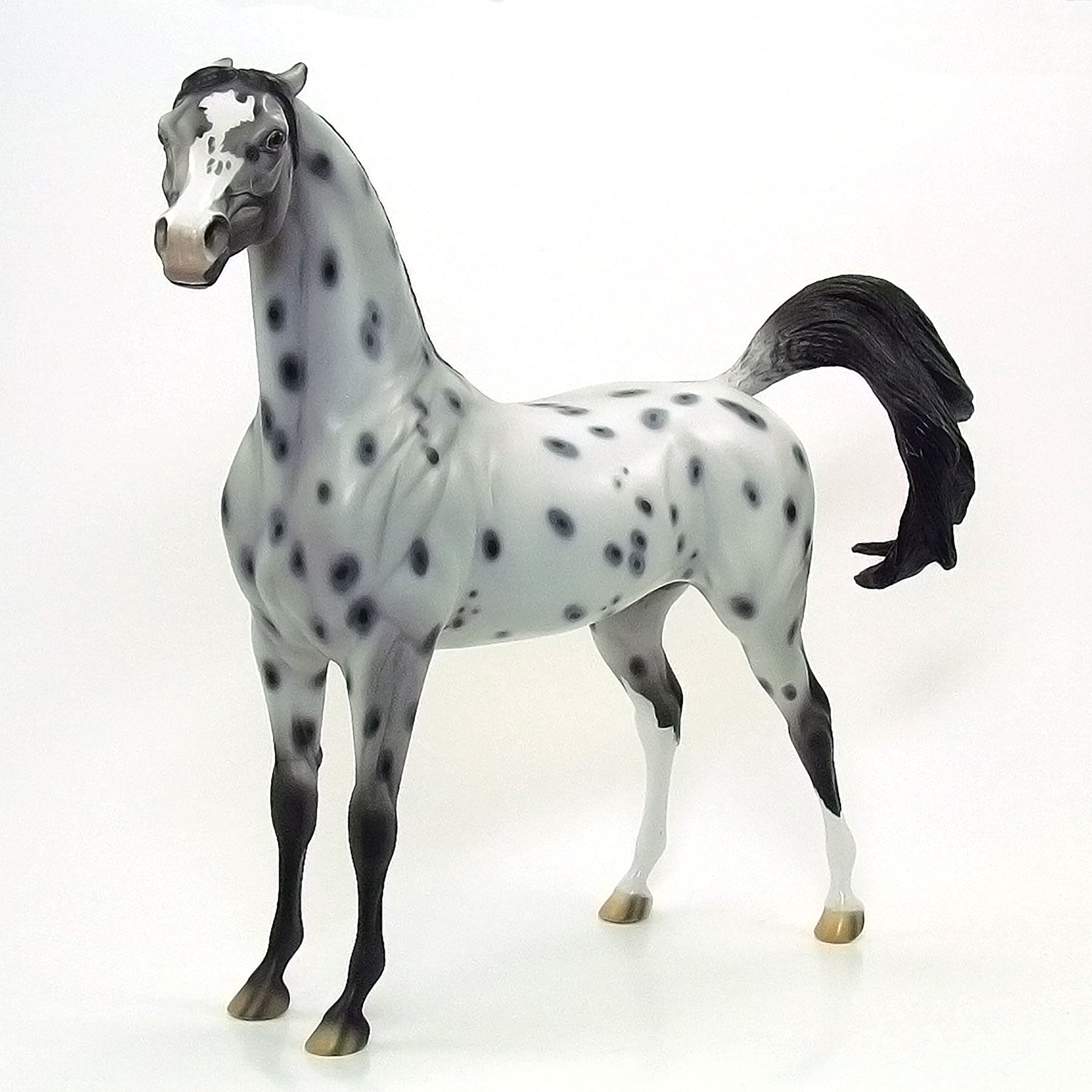 AMISH STARZ - OOAK Grey Appaloosa Arabian 6/15