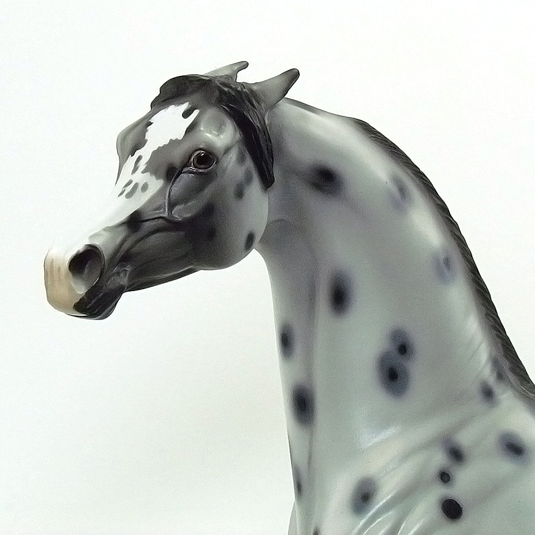 AMISH STARZ - OOAK Grey Appaloosa Arabian 6/15