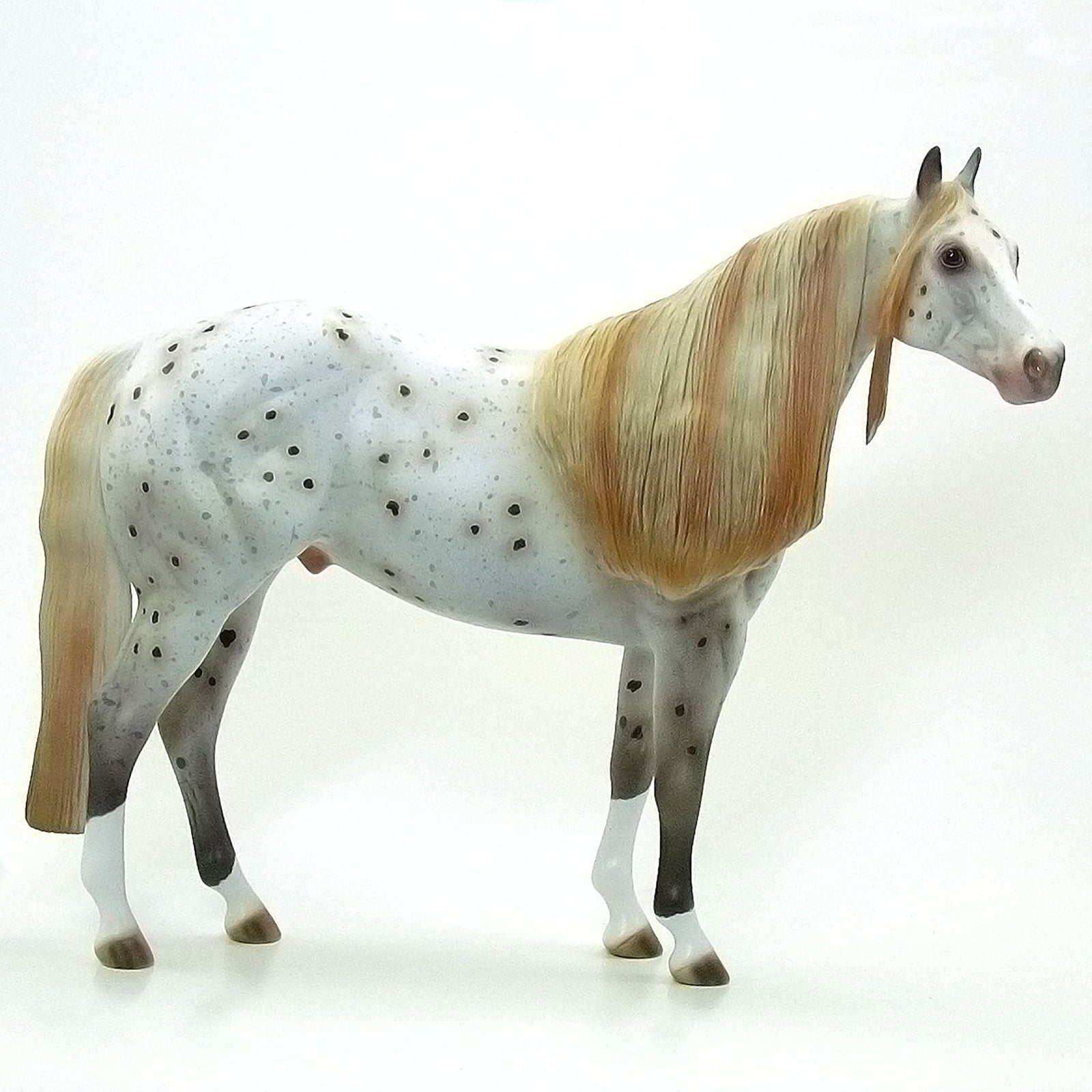 WINAMAC - OOAK Grey Appaloosa Stock Horse 6/15