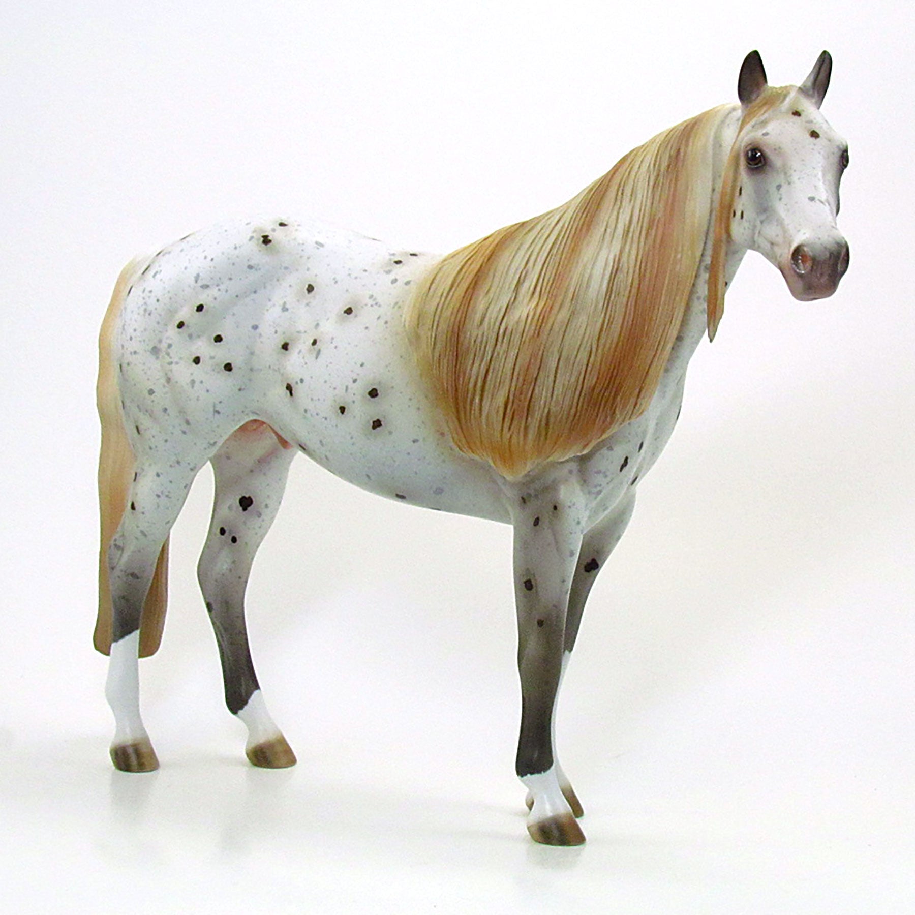 WINAMAC - OOAK Grey Appaloosa Stock Horse 6/15