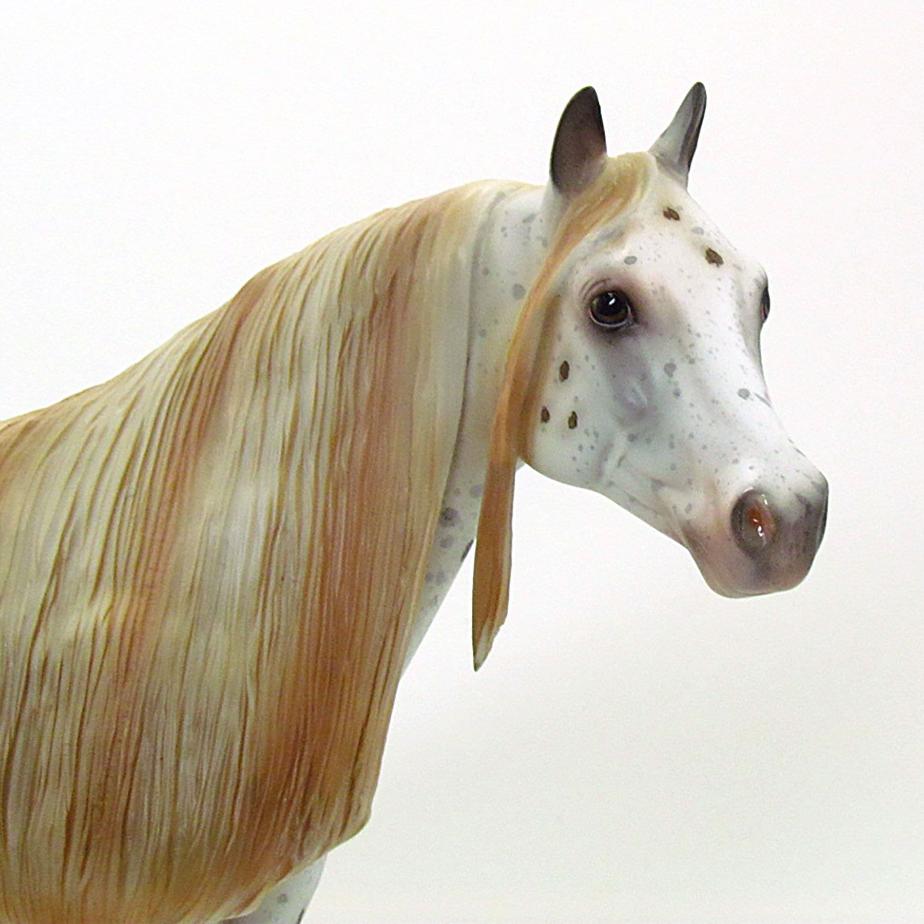 WINAMAC - OOAK Grey Appaloosa Stock Horse 6/15