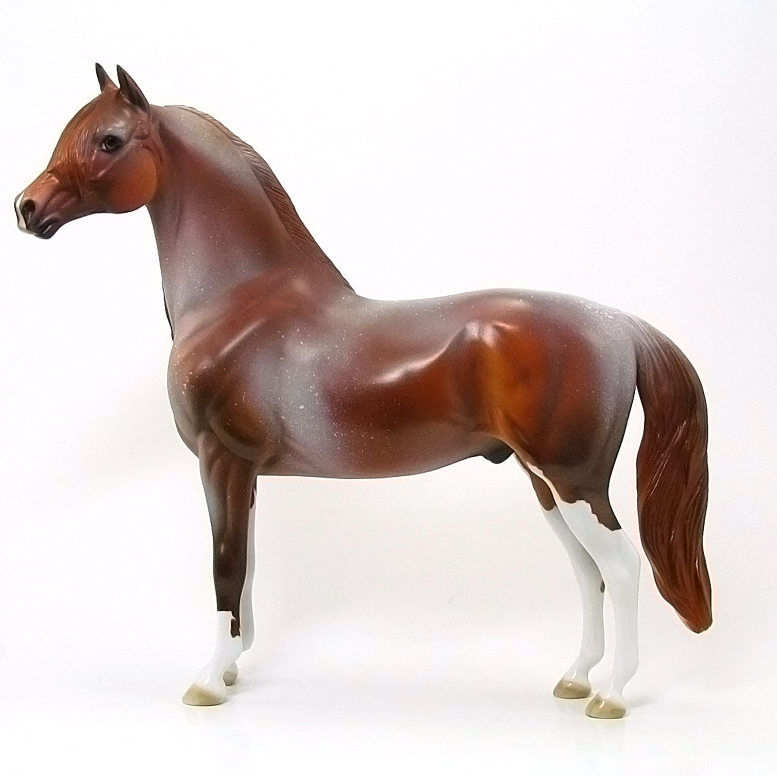 AMERICAN RED HOT - OOAK Chestnut Red Roan Morgan 6/15