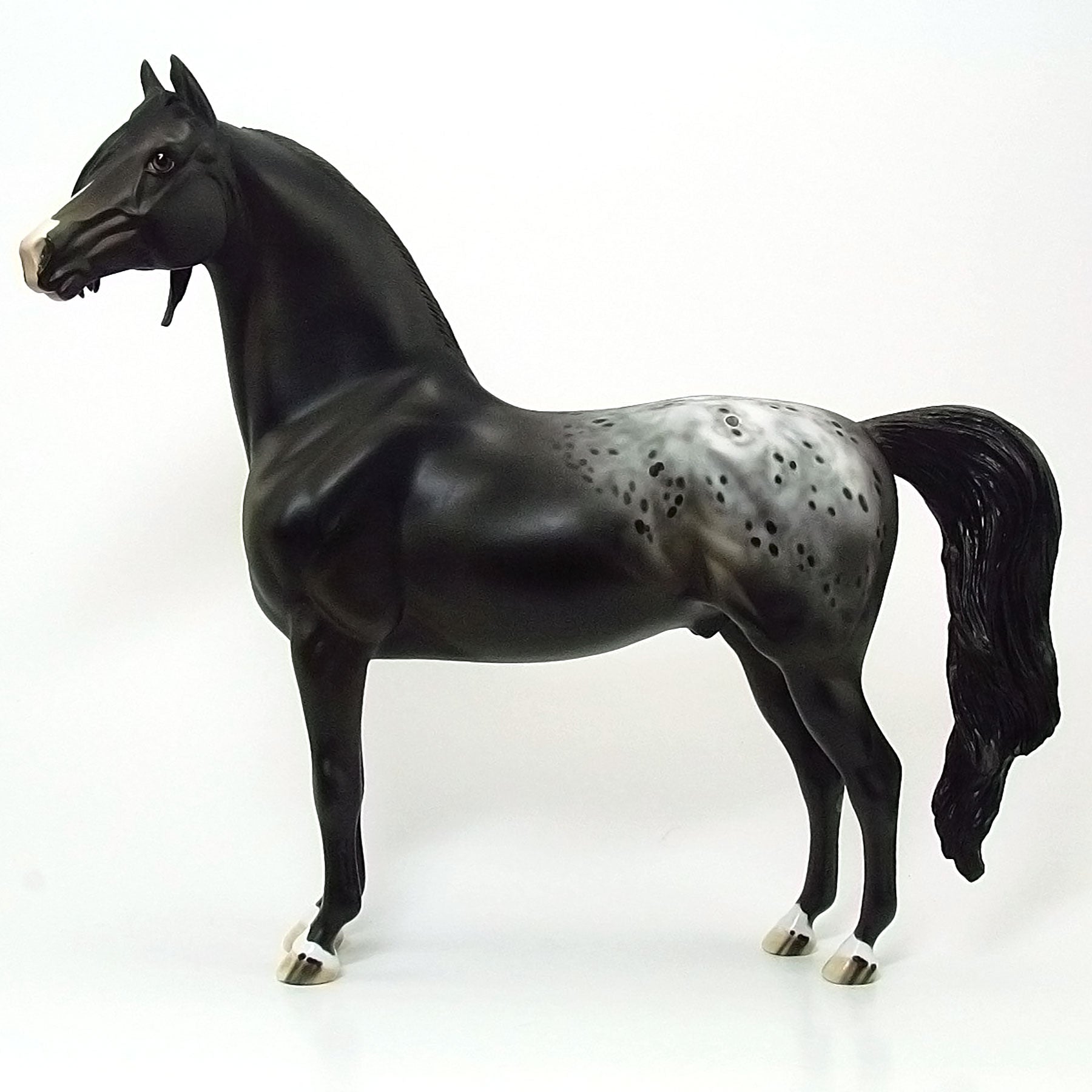 MIDNIGHT REIGN DANCE - OOAK Black Blanket Appaloosa Morgan - 6/15