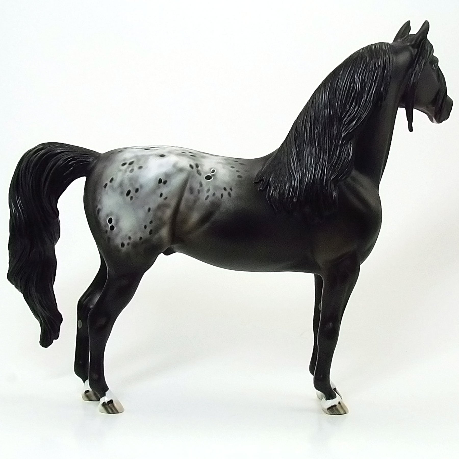 MIDNIGHT REIGN DANCE - OOAK Black Blanket Appaloosa Morgan - 6/15