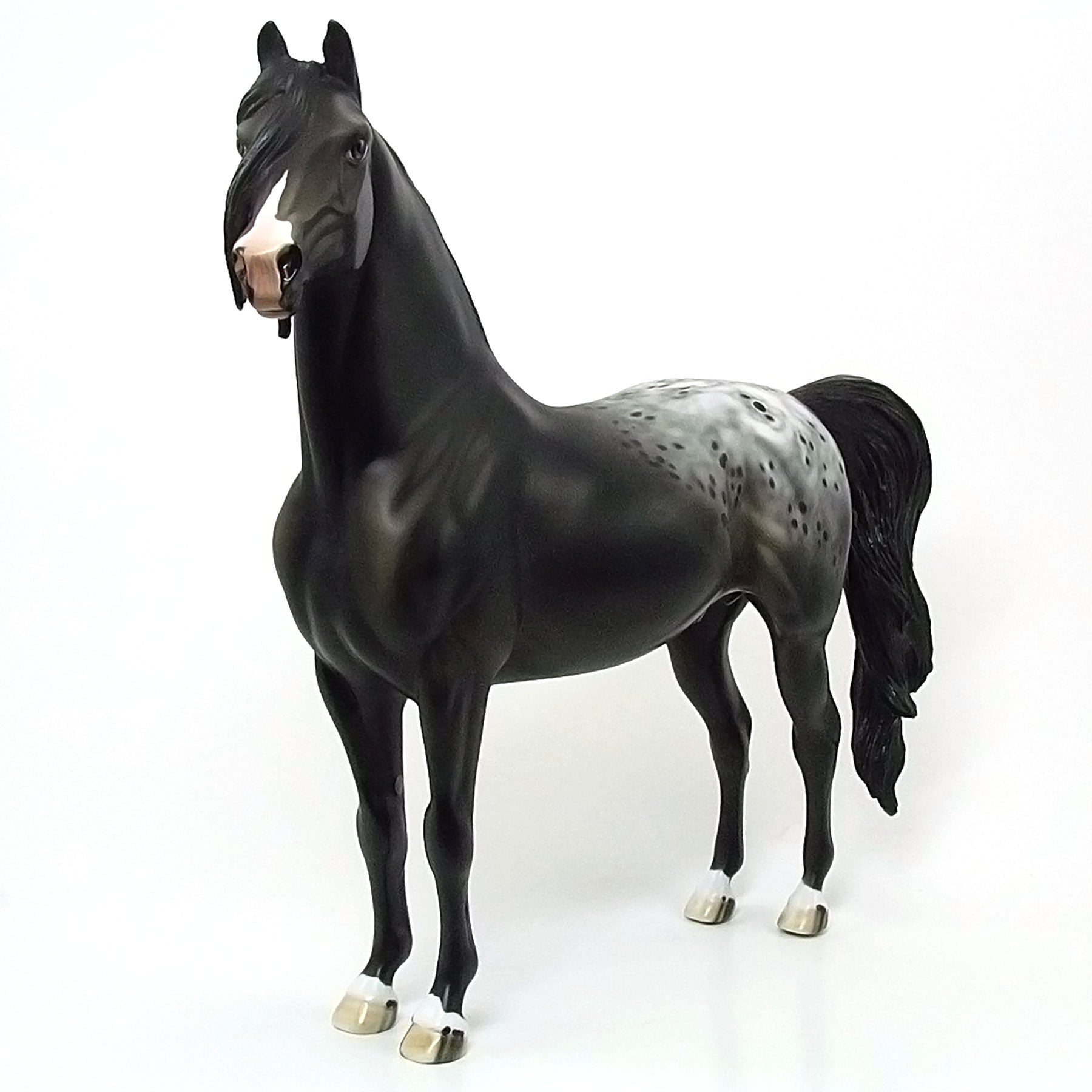 MIDNIGHT REIGN DANCE - OOAK Black Blanket Appaloosa Morgan - 6/15