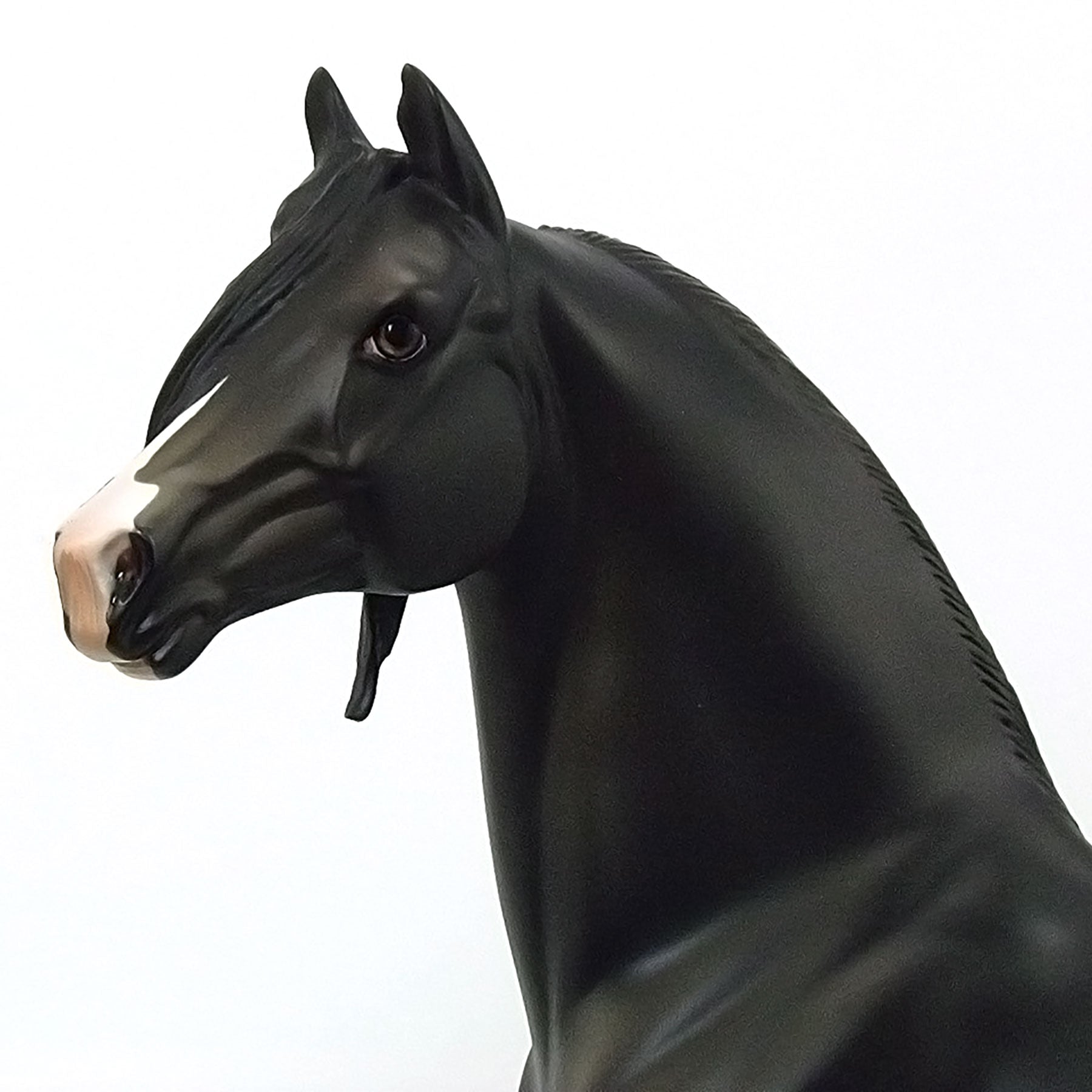 MIDNIGHT REIGN DANCE - OOAK Black Blanket Appaloosa Morgan - 6/15