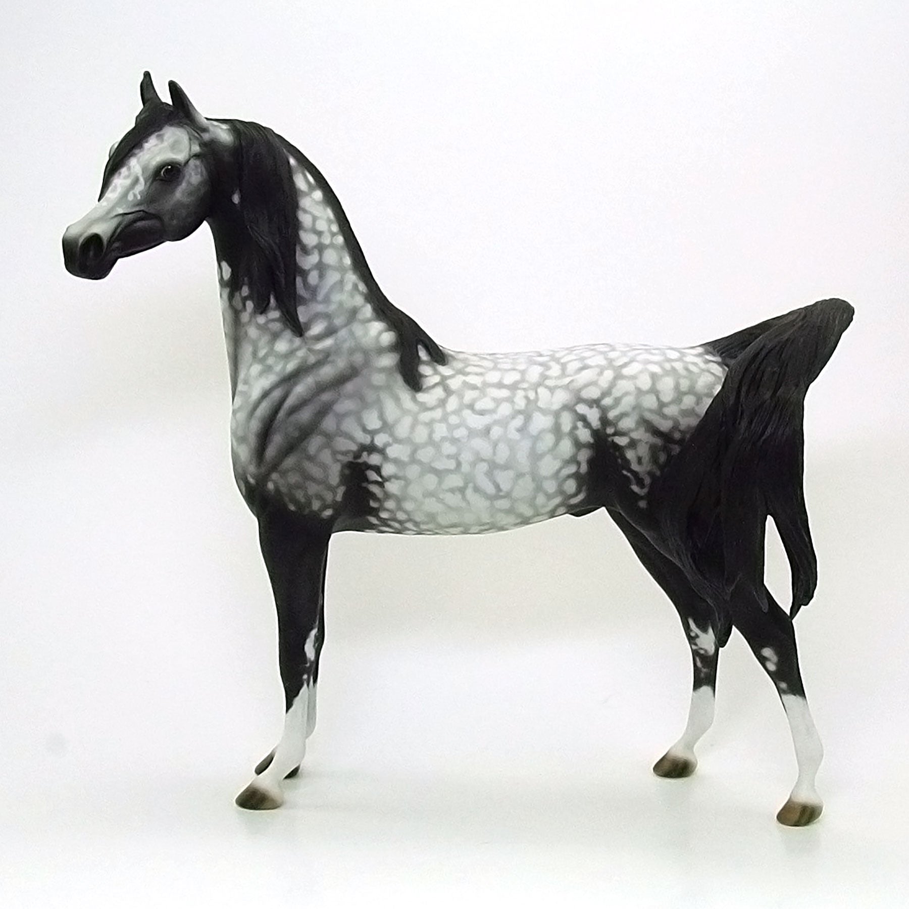 SHIMMERING MIDNIGHT - OOAK Grey Appaloosa Arabian 6/15