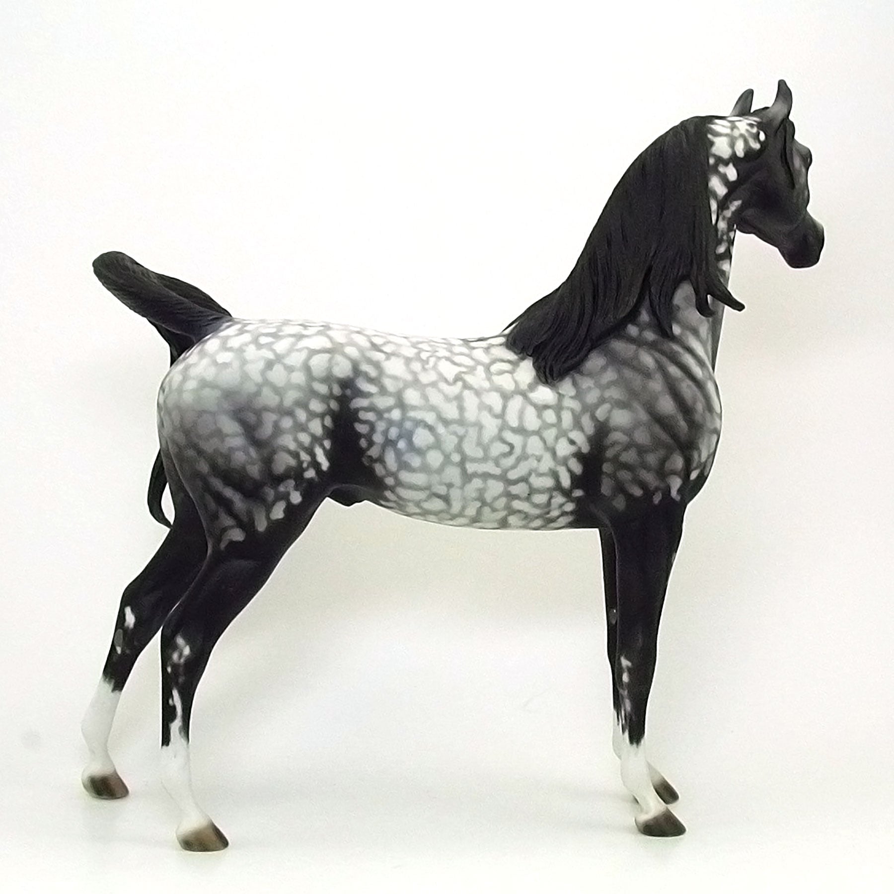 SHIMMERING MIDNIGHT - OOAK Grey Appaloosa Arabian 6/15