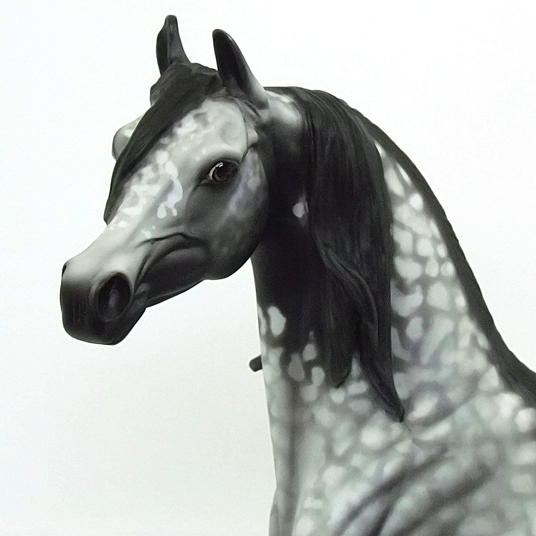 SHIMMERING MIDNIGHT - OOAK Grey Appaloosa Arabian 6/15