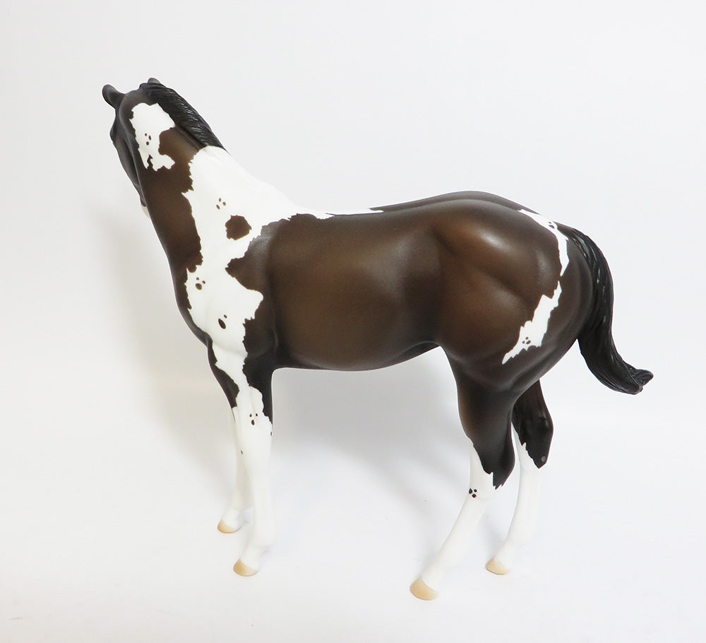 SNOW WHITE-OOAK CUSTOM BAY PINTO WEANLING WHS 2017