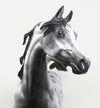CLIO BELIZE-OOAK-VARNISH ROAN APPALOOSA ARABIAN MODEL HORSE 1/5