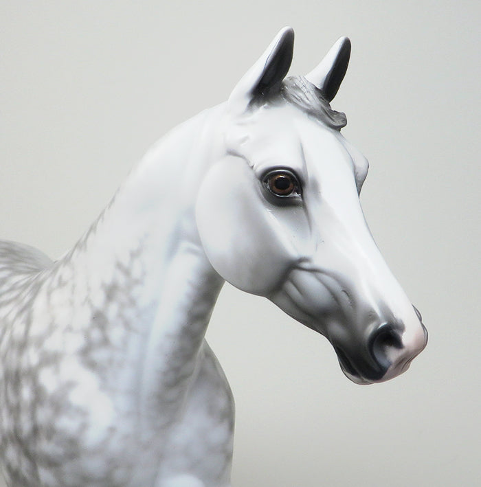 A WALK IN THE SKY-OOAK-DAPPLE GREY PALOUSE MODEL HORSE-BY SHERYL LEISURE 12/30