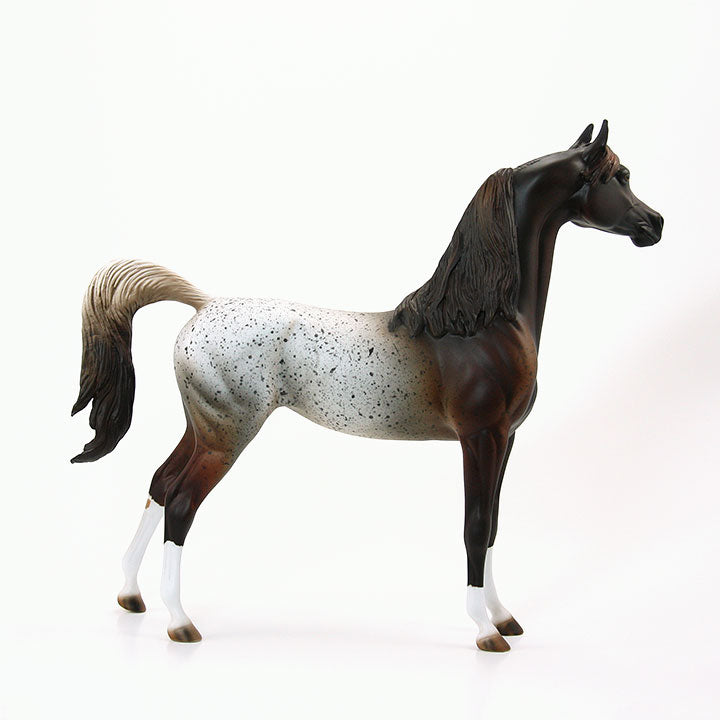 SHEZAN AMERICAN BEAUTY - OOAK Red Roan Appaloosa Arabian 6/15