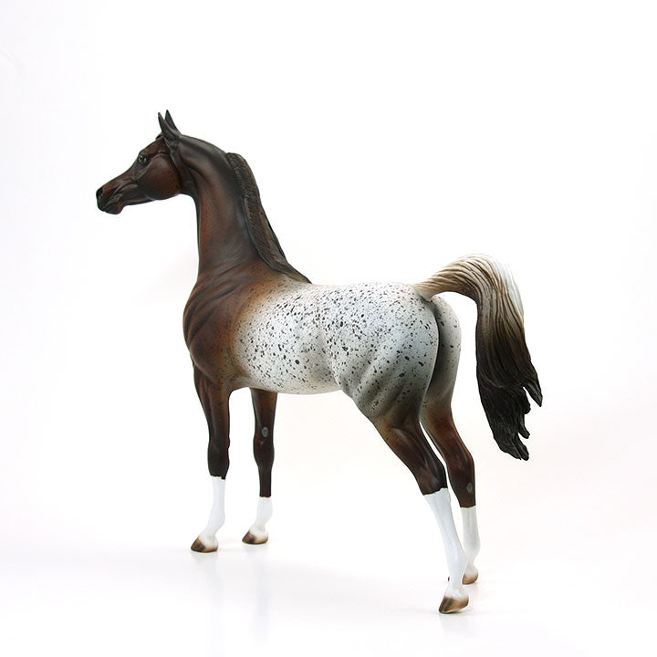 SHEZAN AMERICAN BEAUTY - OOAK Red Roan Appaloosa Arabian 6/15