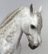 SBALORDITIVO &quot;STUNNING&quot; STAR DAPPLE GREY ANDALUSIAN STALLION MODEL HORSE  BY SHERYL LEISURE 6/24
