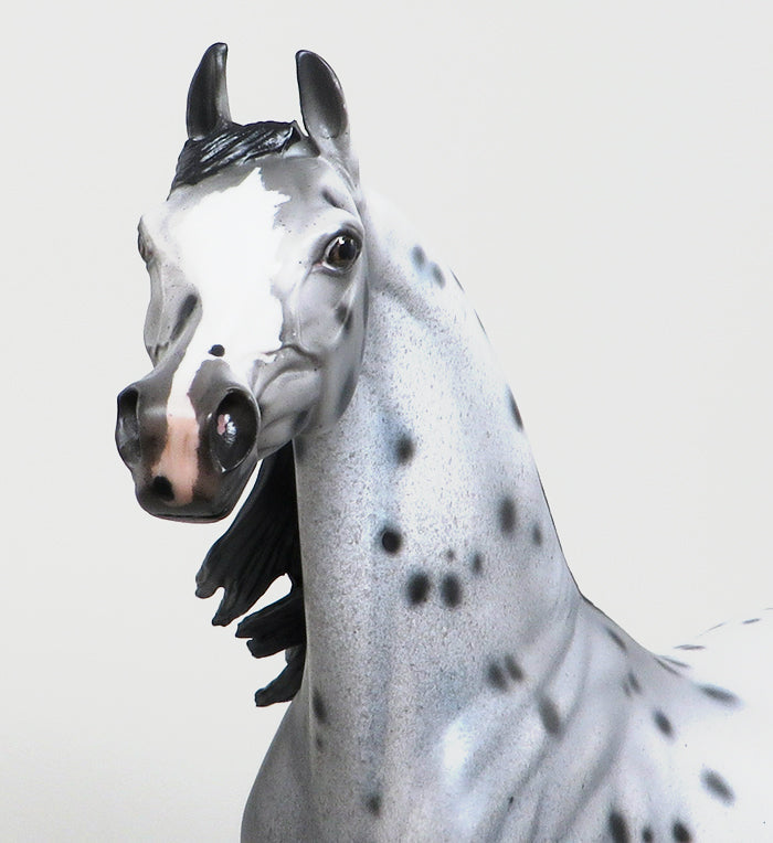 Appaloosa Arabian