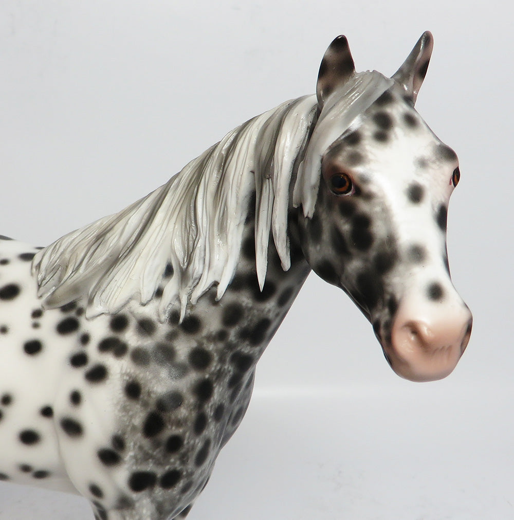 APPALOOSA