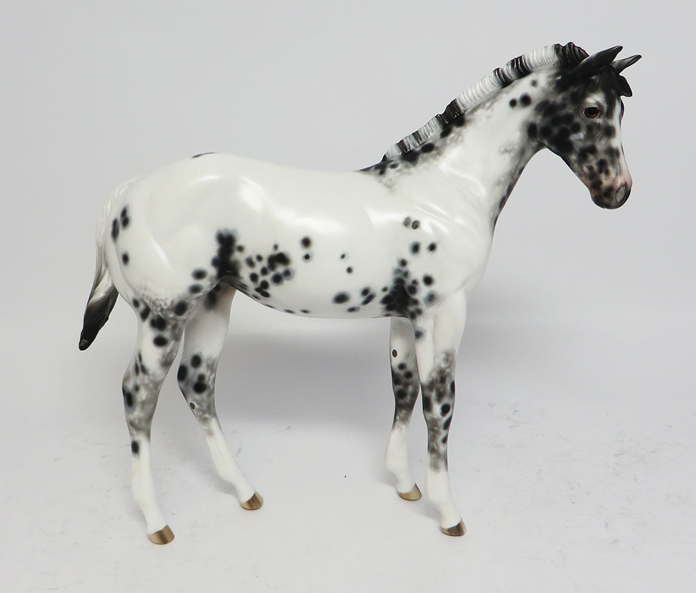 appaloosa
