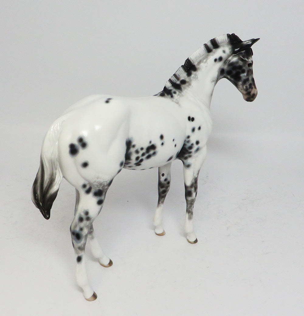 loud appaloosa