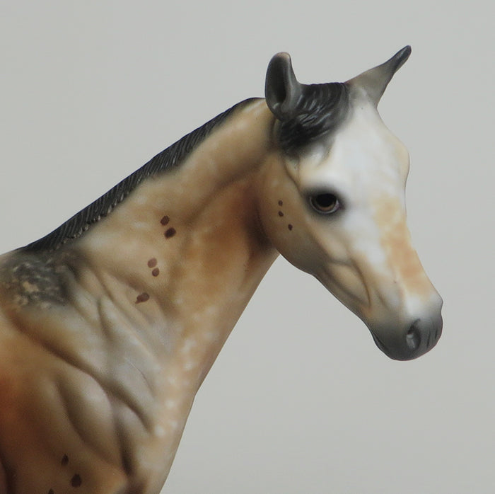 One of a Kind Appaloosa