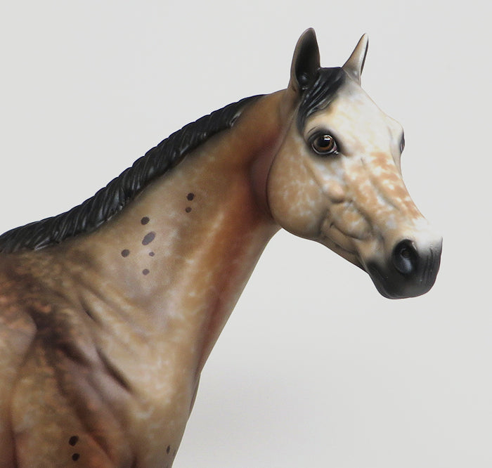 Bay Appaloosa Horse
