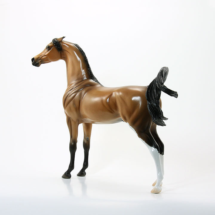 TOO CLOSE FOR COMFORT - OOAK Dun Arabian Model Horse - 6/15