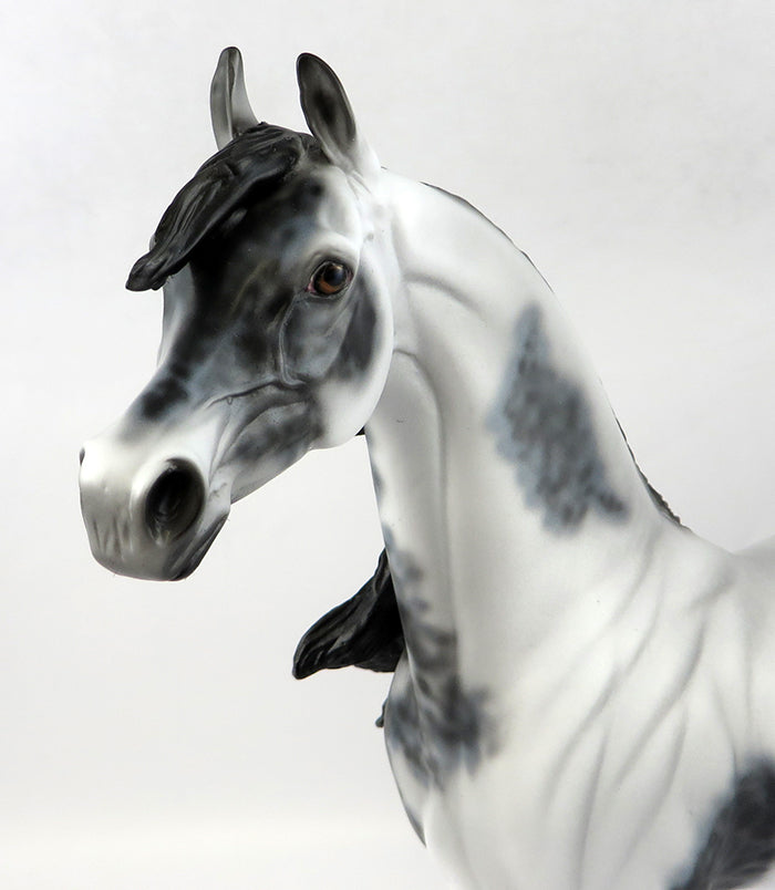 Appaloosa