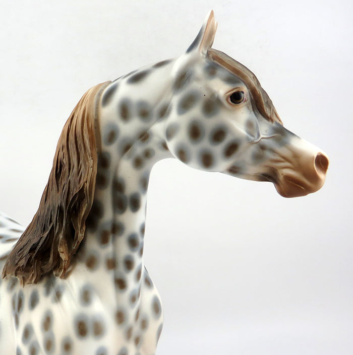 appaloosa