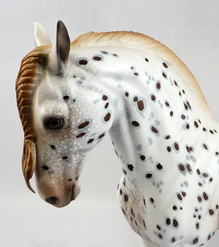 appaloosa