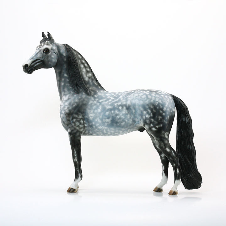 ITS A NEW DAY - OOAK Dapple Grey Morgan 6/15