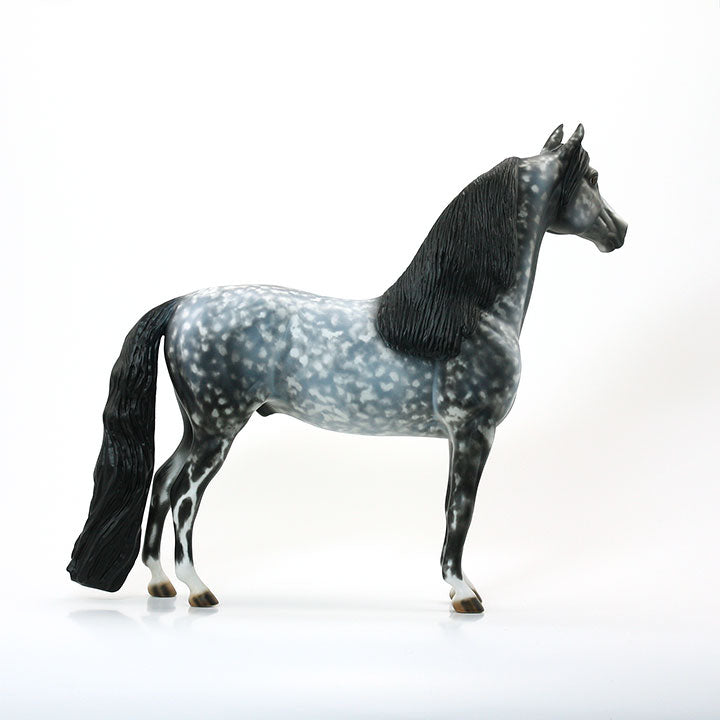 ITS A NEW DAY - OOAK Dapple Grey Morgan 6/15