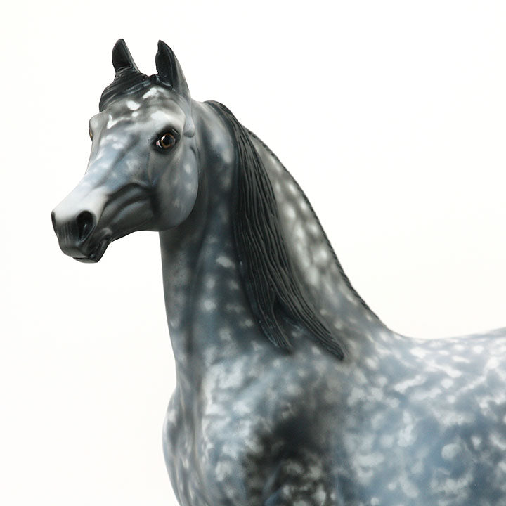 ITS A NEW DAY - OOAK Dapple Grey Morgan 6/15