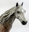 GASPAR-STAR DAPPLE ROSE GREY ISH MODEL HORSE BY SHERYL LEISURE 12/13
