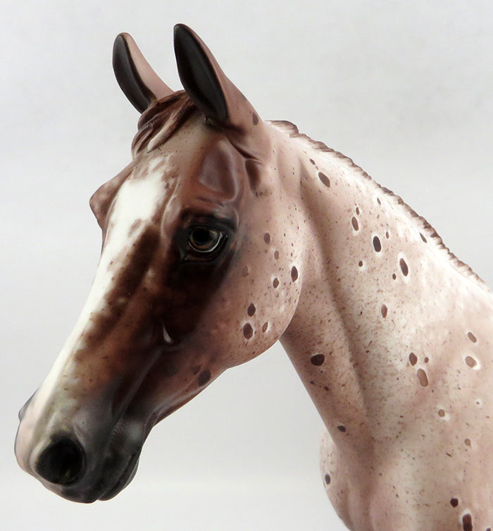 Appaloosa