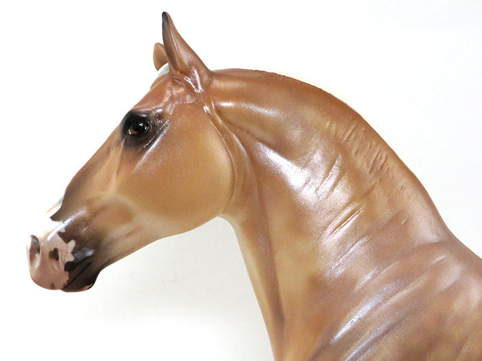 CHARITY-  DAPPLE BELGIAN- DRAFTER-OOAK- 10/1