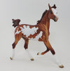PINTO YEARLING
