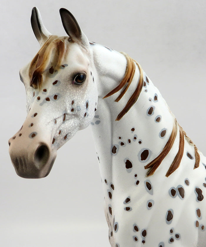Appaloosa