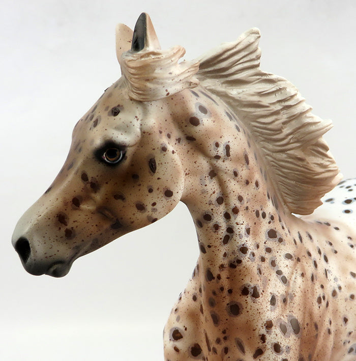 appaloosa