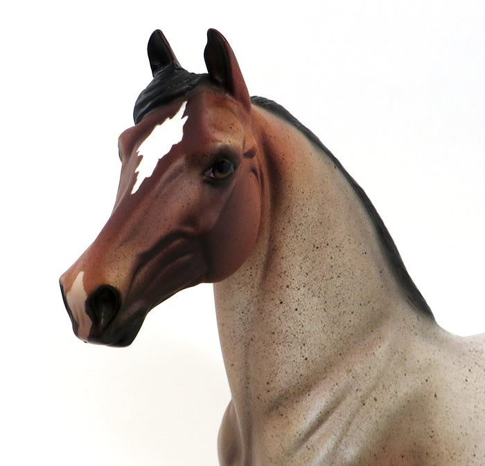 CENTERPIECE - OOAK BAY ROAN MORGAN - 9/24