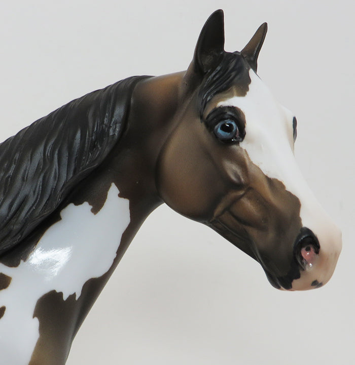 GOLDEN RULE-OOAK- BROWN BAY PAINT/ISH-BLUE EYES-10/1