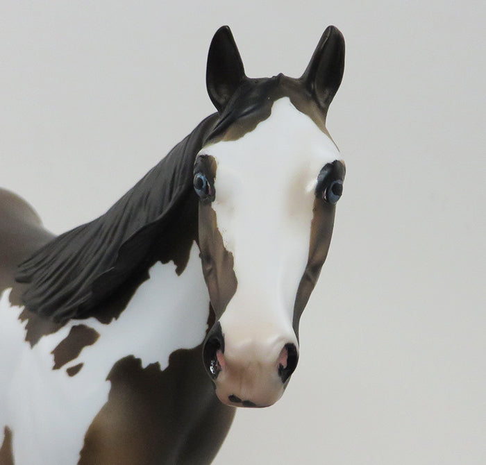 GOLDEN RULE-OOAK- BROWN BAY PAINT/ISH-BLUE EYES-10/1