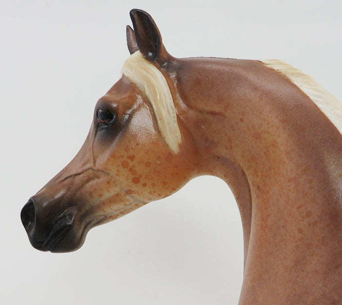 PASHA- LIGHT CHESTNUT APPALOOSA-ARABIAN-OOAK 9/30