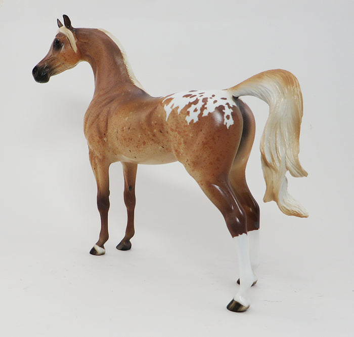 PASHA- LIGHT CHESTNUT APPALOOSA-ARABIAN-OOAK 9/30
