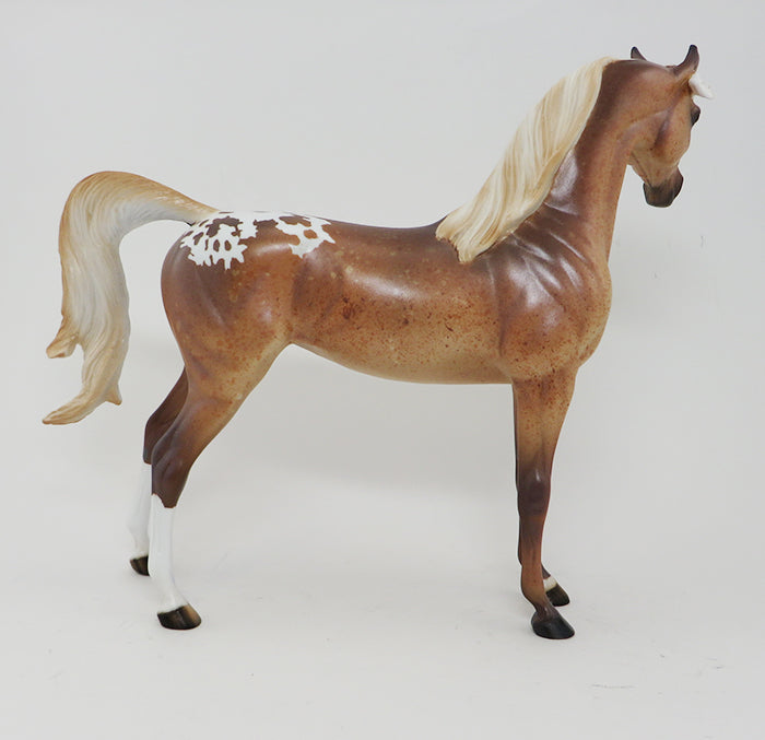 PASHA- LIGHT CHESTNUT APPALOOSA-ARABIAN-OOAK 9/30