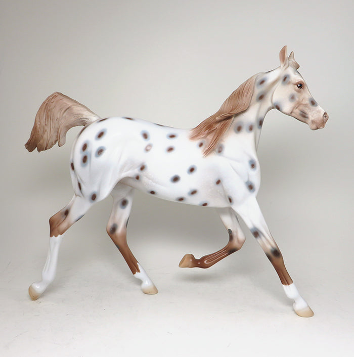 appaloosa yearling puddle of mud 